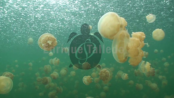 Medusas en Palau